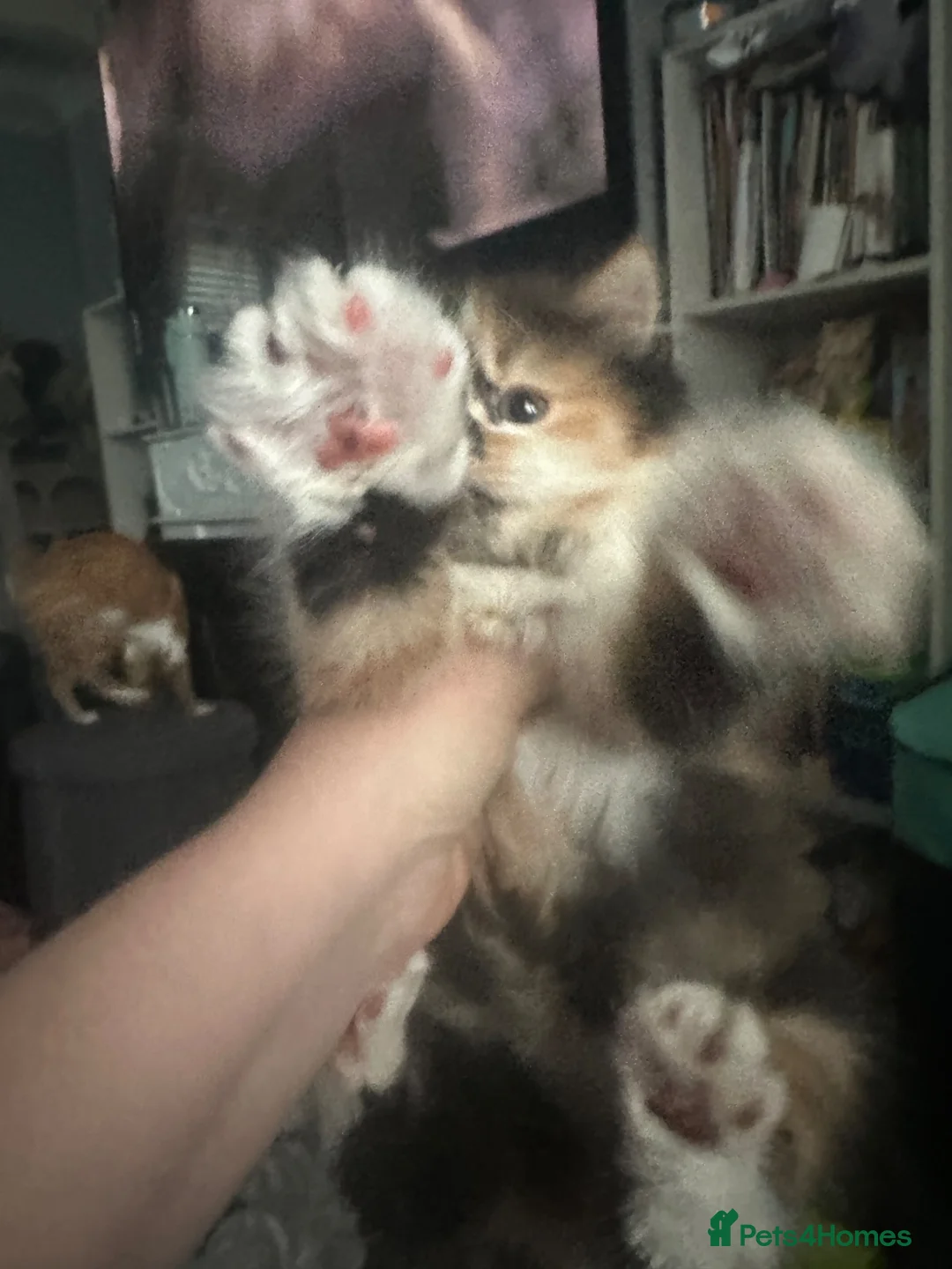British Shorthair cats for sale: British shorthair/exotic Persian kitten 10wks in Dartford - Advert 4