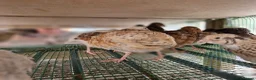 Quail poultry for sale: Quail Chicks For Sale - Advert 8