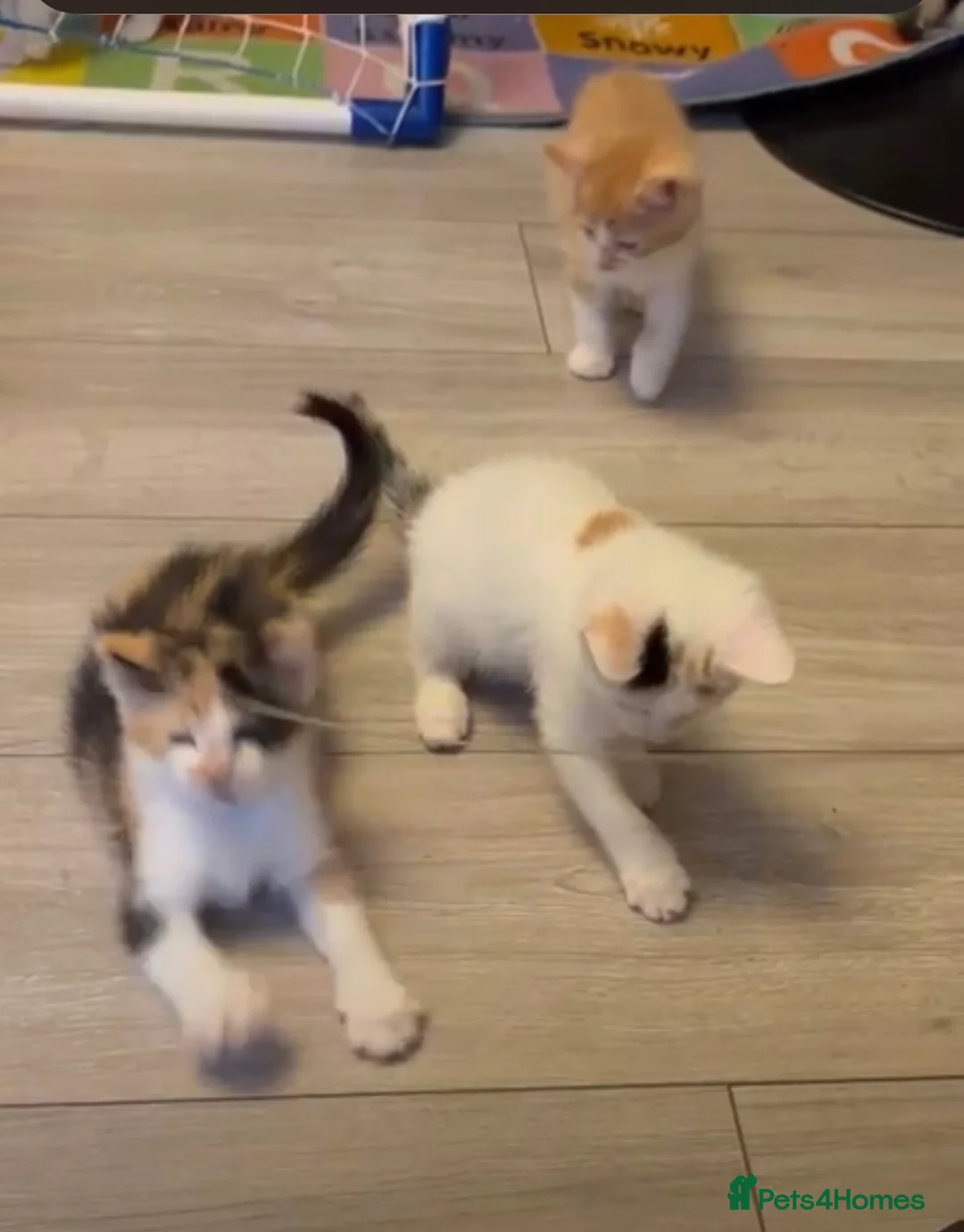 Mixed Breed cats for sale: Beautiful 7 Mixed Breed Kittens  - Advert 1
