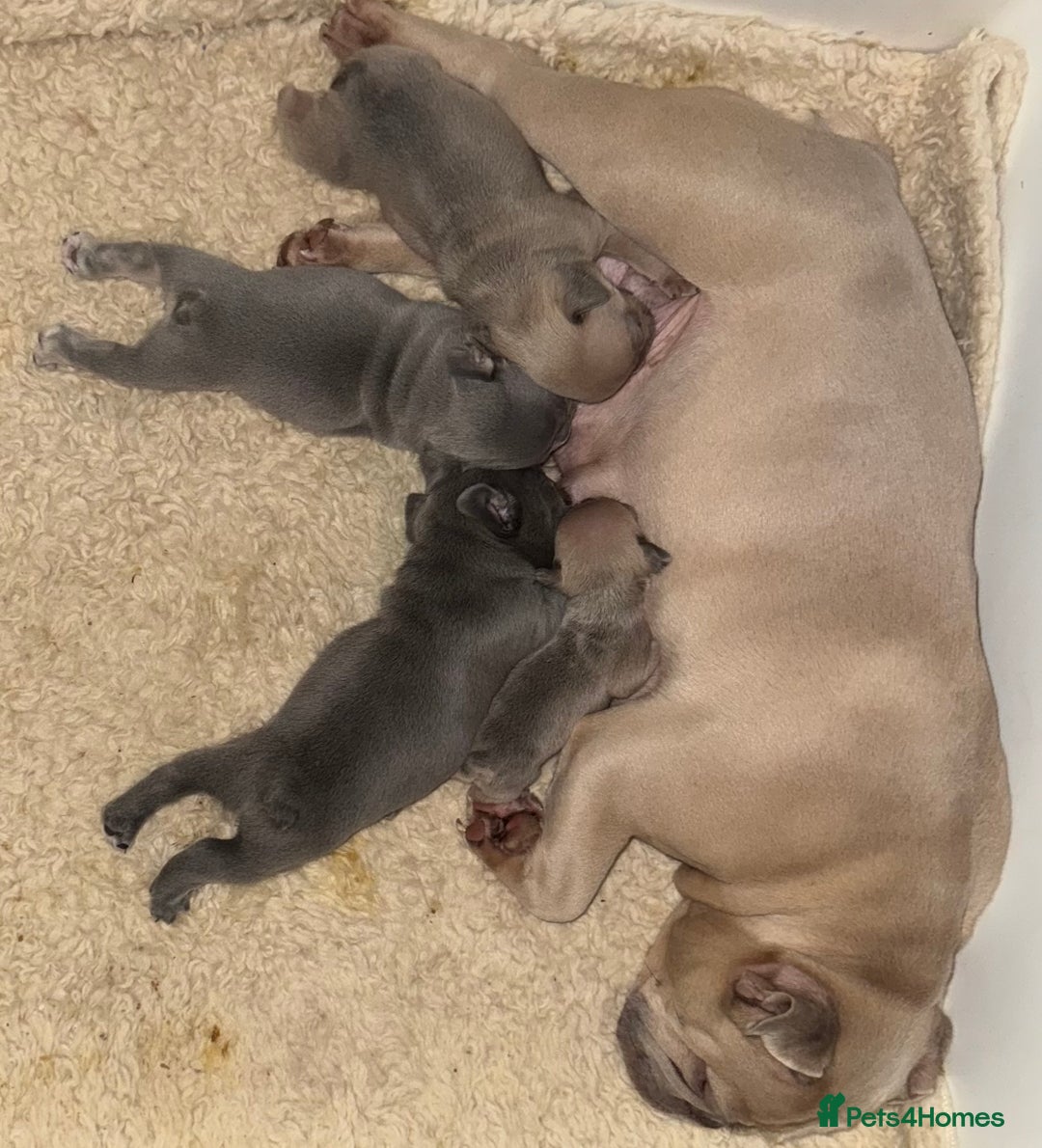 French Bulldog dogs for sale:  KC Registered French Bulldog Puppies - Advert 18
