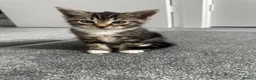 Ragdoll cats for sale: Beautiful Ragdoll Mix Kittens –  Litter Ready Soon in Nottingham - Advert 27