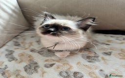 Ragdoll cats for sale: Beautiful Pedigree Ragdolls THREE LEFT  - Image 17
