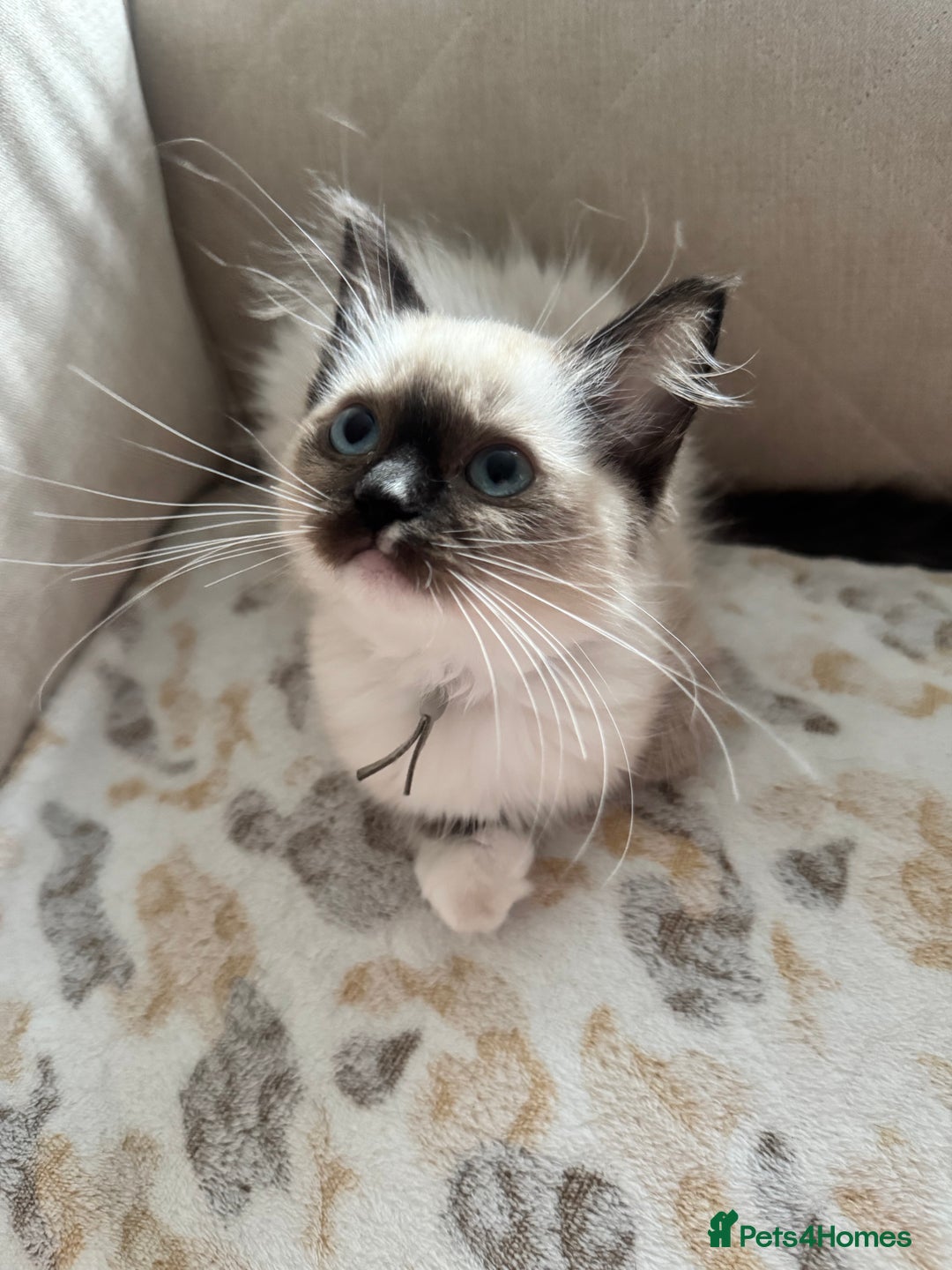 Ragdoll cats for sale: Beautiful Pedigree Ragdolls THREE LEFT  - Image 17