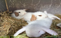Mini Lop rabbits for sale: Mini Lops - Image 4