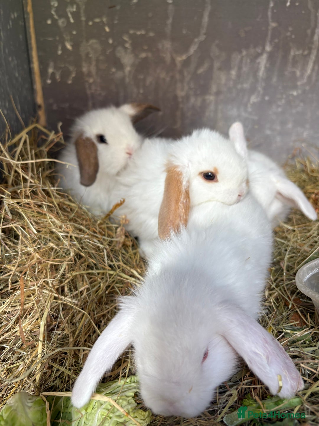 Mini Lop rabbits for sale: Mini Lops - Image 4