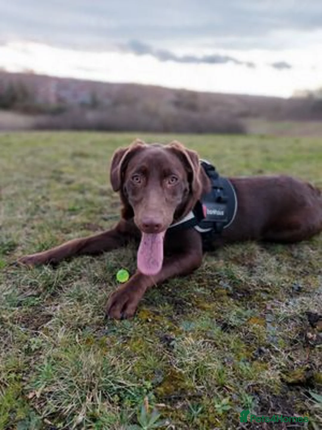 Labrador Retriever dogs for sale: beautiful boy Labrador retriever - Advert 4