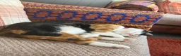 Mixed Breed cats for sale: Calico female 1 year Old in Stanley - Advert 3