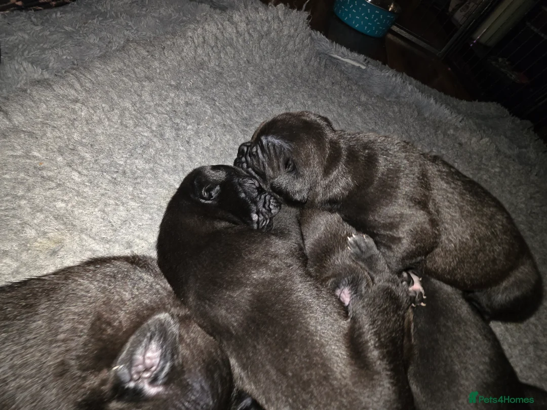 Mixed Breed dogs for sale: Staffy x cane corso in Blyth - Advert 11