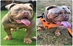 Olde English Bulldogge dogs for stud: STUD DUTIES!! 💥 King Bruno 💥 - Image 2