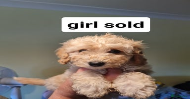 Poochon dogs - Advert 11