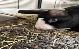 Mixed Breed rabbits for sale: Female bunny 14 weeks old - Image 3