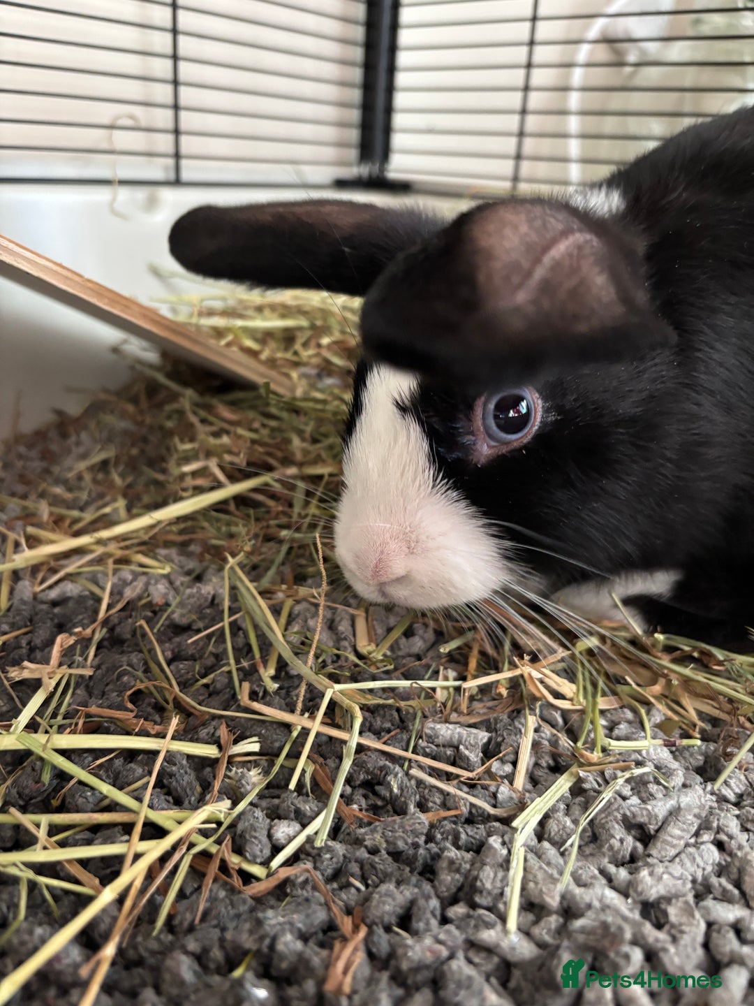 Mixed Breed rabbits for sale: Female bunny 14 weeks old - Image 3
