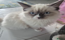 Ragdoll cats for sale: Pure Blue Point Ragdoll Mitted Male - Image 4