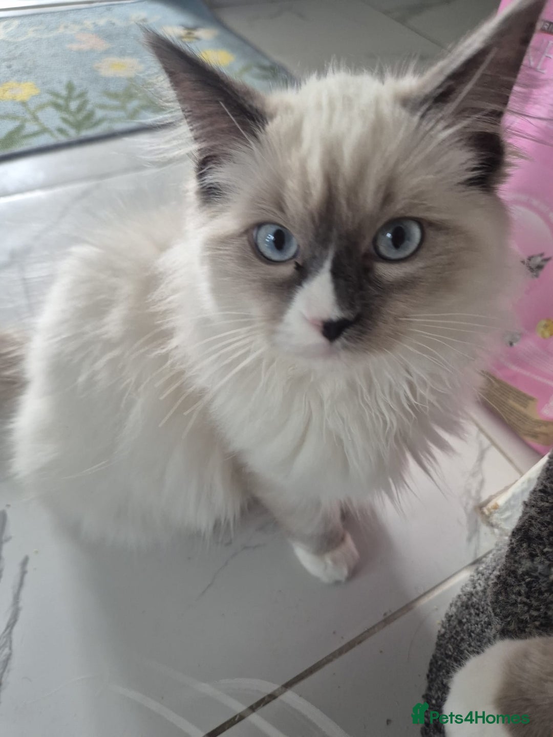 Ragdoll cats for sale: Pure Blue Point Ragdoll Mitted Male - Image 4