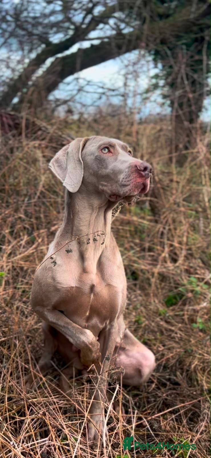 Weimaraner dogs KC Registered silver Weimaraner puppies - Advert 3