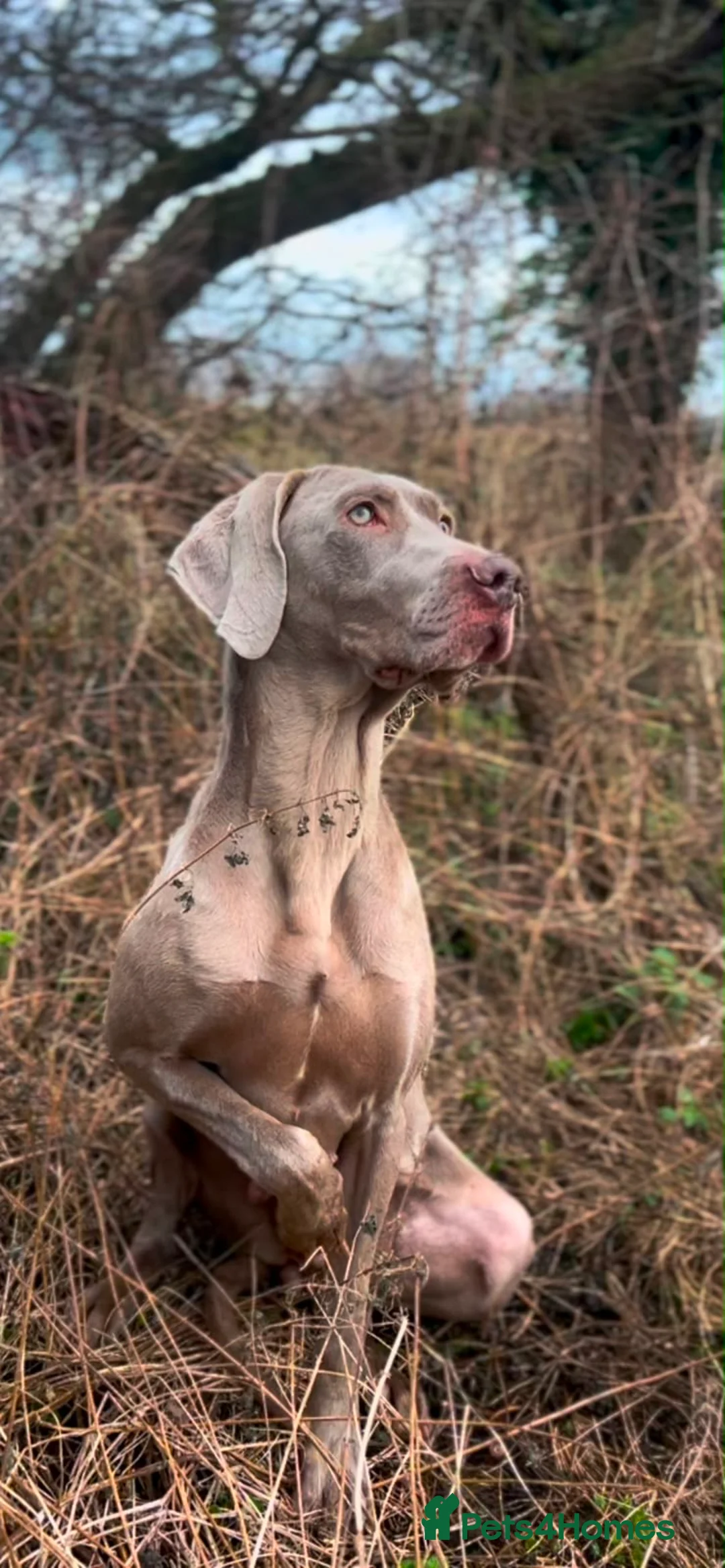 Weimaraner dogs for sale: KC Registered silver Weimaraner puppies in Mold - Advert 1