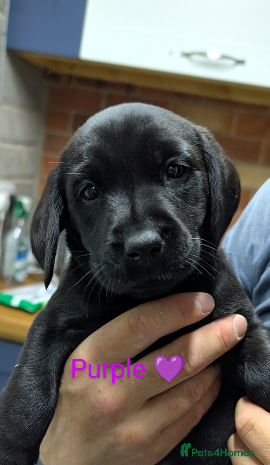 Labrador Retriever dogs for sale: Stunning black KC registered working Labradors  - Image 15