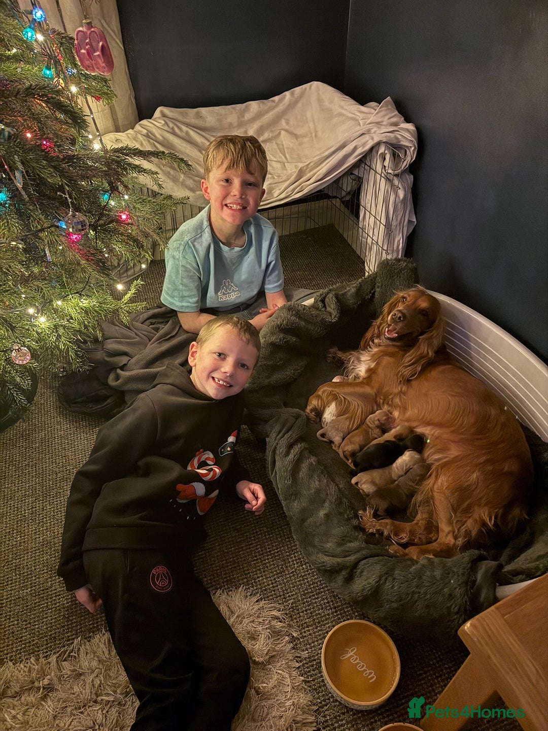 Cocker Spaniel dogs for sale: Cocker spaniel  - Advert 19