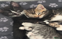 Bengal cats for sale: Beautiful kittens  - Image 6