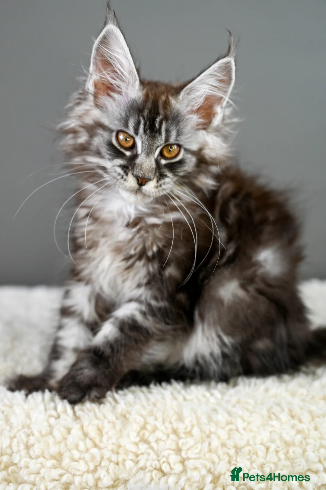 Maine Coon cats for sale: 🧬 STUNNING KITTENS - TICA REGISTERED 🎖️ - Advert 26