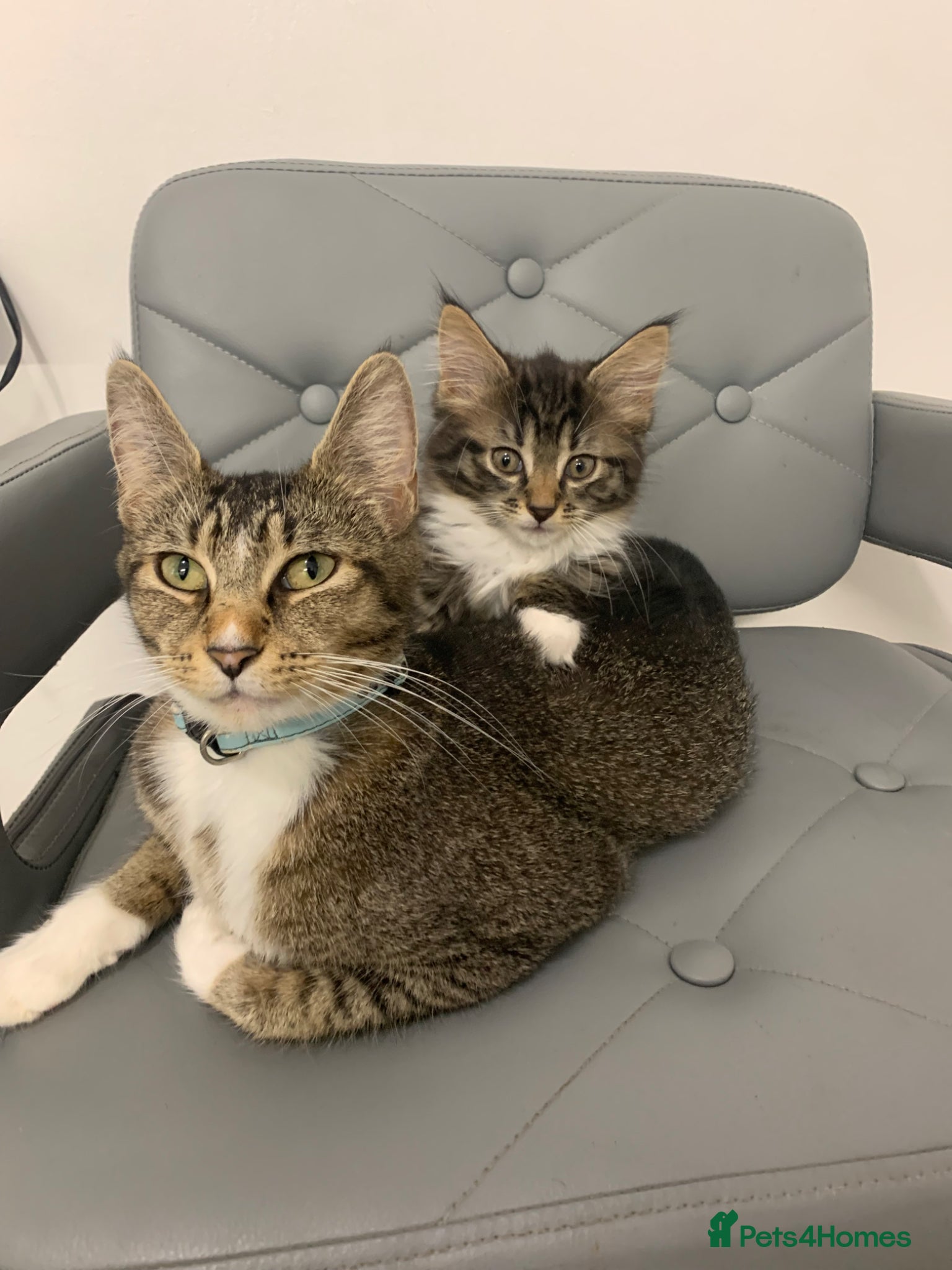 Mixed Breed cats for sale: maincoon x READY TO GO  - Advert 2