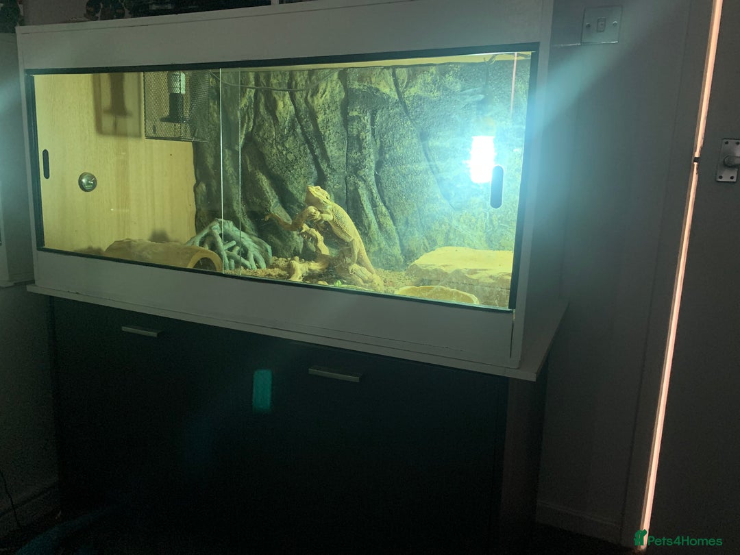 Bearded Dragon reptiles for sale: Bearded Dragon and full Vivarium Set Up - Image 5