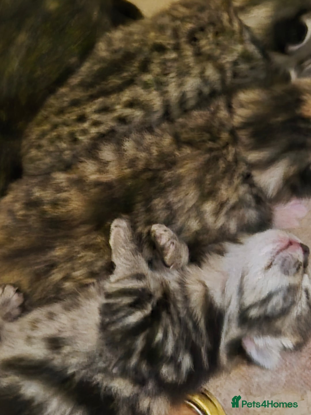 Mixed Breed cats for sale: Beautiful kittens, I have both parents  - Advert 5