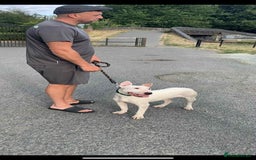English Bull Terrier dogs for sale: Kaneo English bull terrier  - Image 2