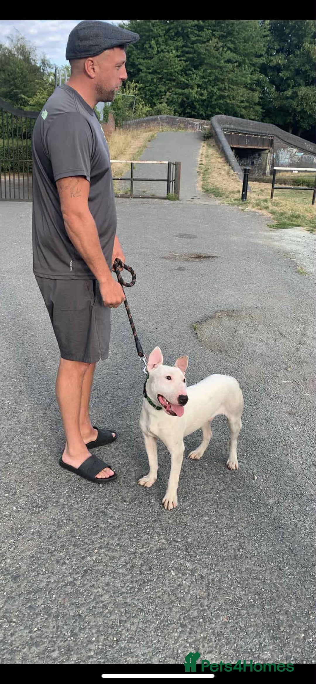 English Bull Terrier dogs for sale: Kaneo English bull terrier  - Image 2