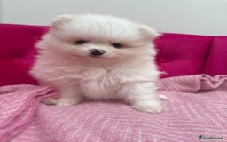 Pomeranian dogs for sale: READY 2nd August KC White Teddy Bear Poms - Image 20