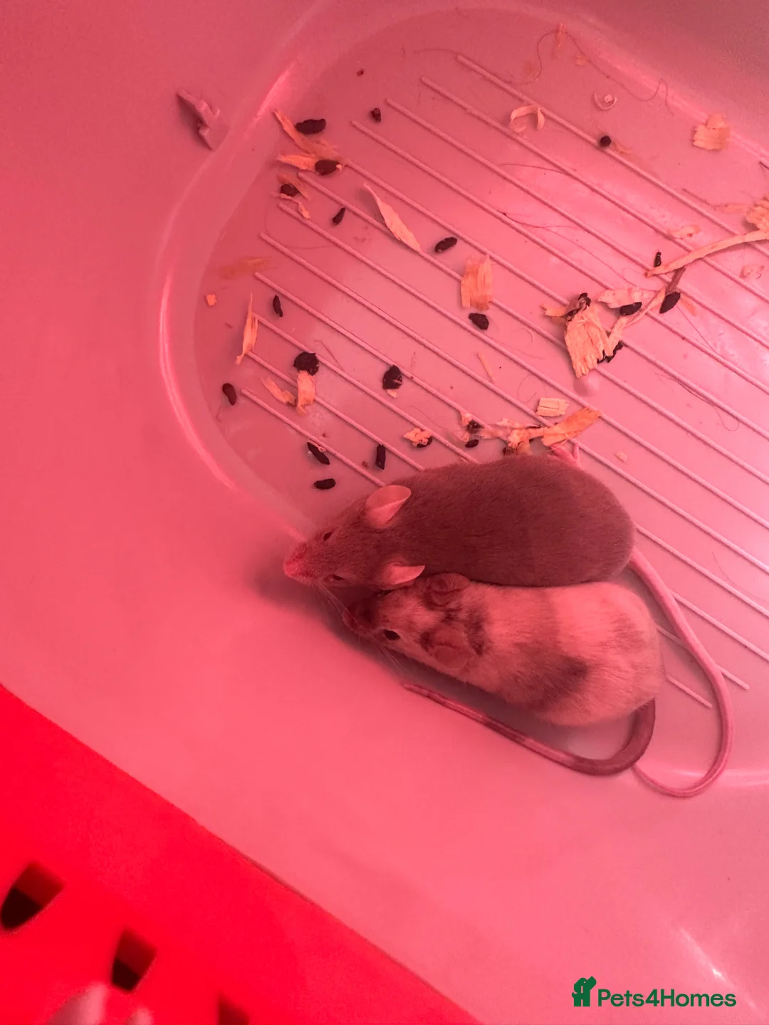Mouse rodents for sale: 2 female fancy mice  - Advert 2