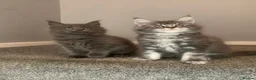 Maine Coon cats for sale: AMAZING TICA REGISTERED KITTENS - Advert 8