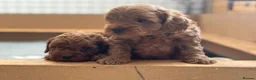 Cavapoo dogs for sale: Stunning Red F1b Cavapoo Puppies  - Advert 10