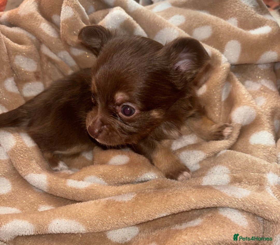 Chihuahua dogs for sale: Chocolate Chihuahua Males - Advert 8