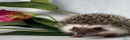Pygmy Hedgehog rodents for sale: African Pygmy Hedgehog  - Advert 10