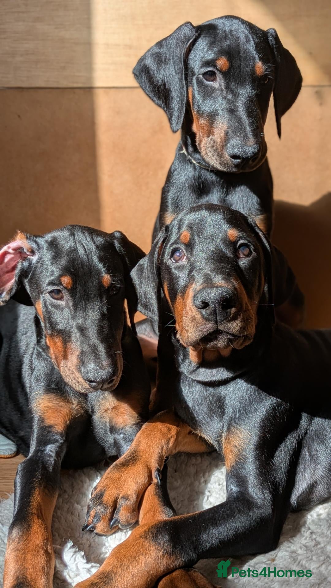 Dobermann dogs Ready today for new homes!!! 3boys left🐕 - Advert 1