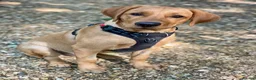 Labrador Retriever dogs for sale: Fox Red Lab boy 6 months old  in Fleet - Advert 4