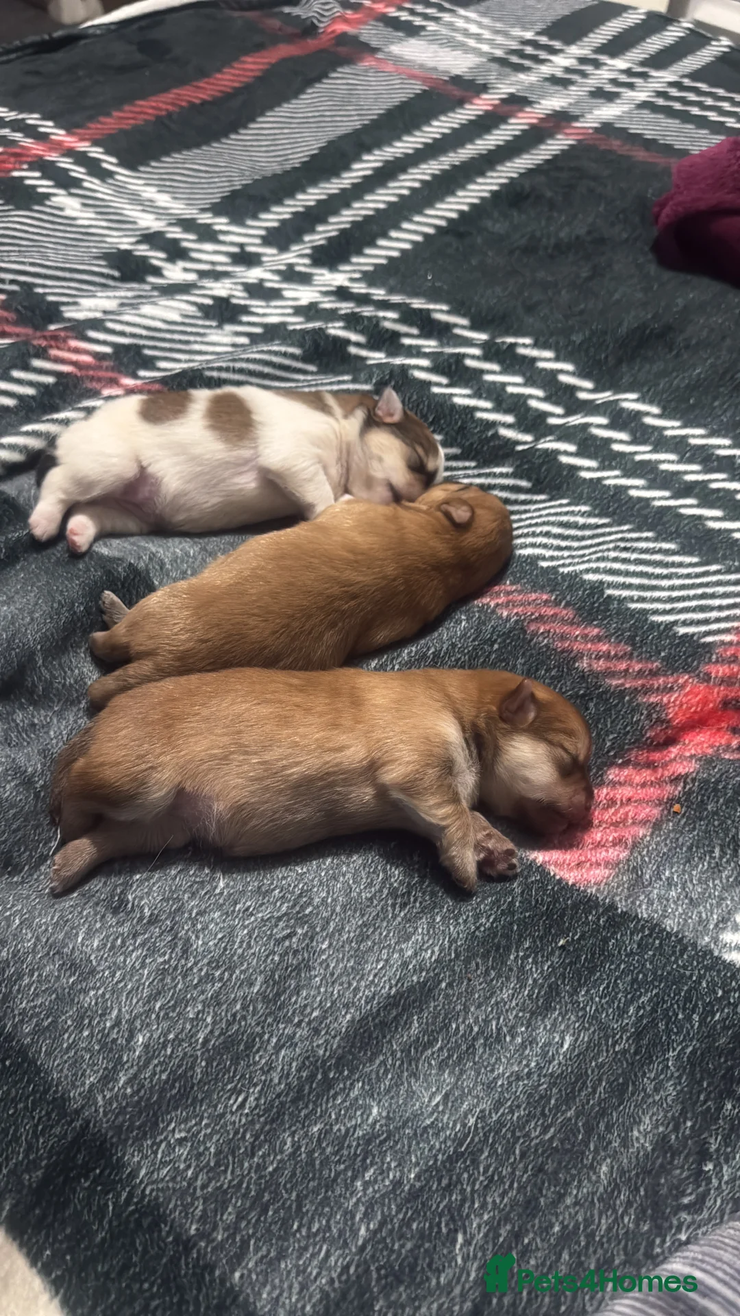 Mixed Breed dogs for sale: German spitz mix with pomchi  - Advert 21