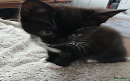 Mixed Breed cats for sale: 1 Beautiful black and white girl left  - Image 10