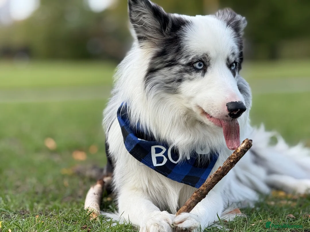 Border Collie dogs for stud: **Stud** Merle KC Registered border collie  - Advert 2
