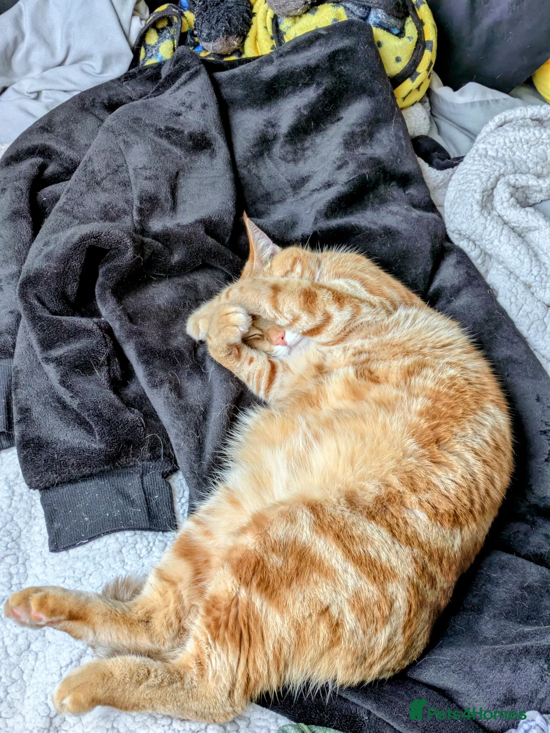 Mixed Breed cats for sale: Fully Ginger tabby/ragdoll male - Advert 1