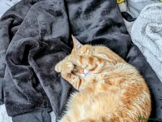 Mixed Breed cats Fully Ginger tabby/ragdoll male - Advert 2