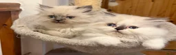 Ragdoll cats for sale: 2 Stunning Ragdoll x Persian available now ❤️ - Advert 10