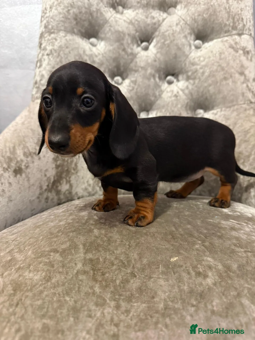 Miniature Dachshund dogs for sale: REDUCED Venus Rocket and Comet piebald dachshunds  - Advert 20