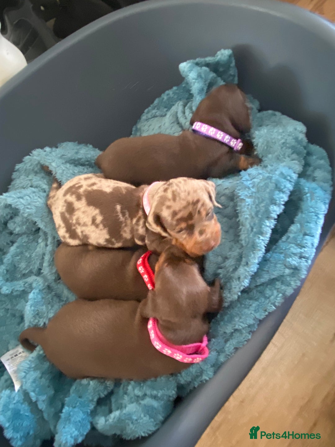 Miniature Dachshund dogs for sale: Miniature Dachshunds - Image 12
