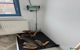 Mixed Breed dogs for adoption: MOCHI – a Superb young Girl for a Loving Home - Advert 7