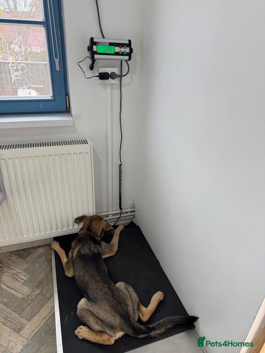 Mixed Breed dogs for adoption: MOCHI – a Superb young Girl for a Loving Home - Advert 7