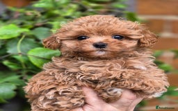 Maltipoo dogs for sale: 🐶Rare Asian/Korean Tiny Maltipoo Puppies🐶 - Image 17