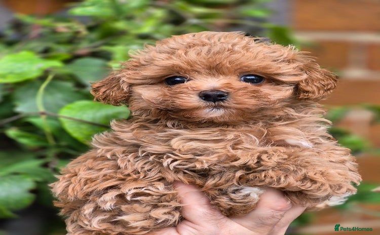 Maltipoo dogs - Advert 1