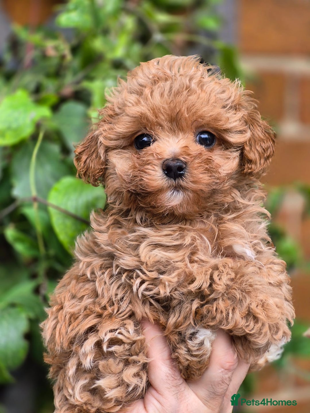 Maltipoo dogs for sale: 🐶Rare Asian/Korean Tiny Maltipoo Puppies🐶 - Image 17